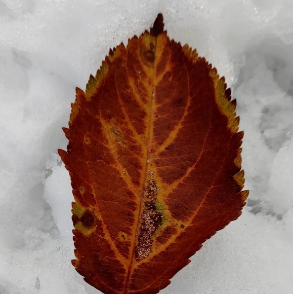 Meet your Posher, Sherie - Picture 1 of 1